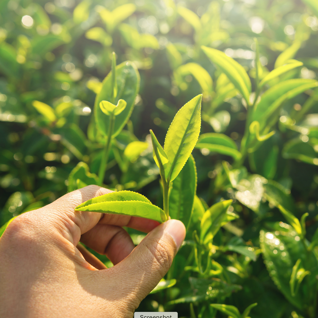 The Ultimate Guide to Sustainable Matcha: From Farm to Cup - The Zen Tea Leaf Journey